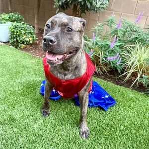 Dog Wonder Woman Costume